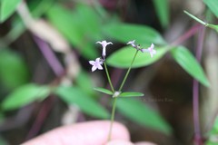 Neanotis lancifolia